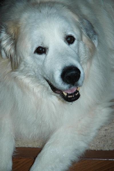 Best oldest great pyrenees Hotsell Black Friday