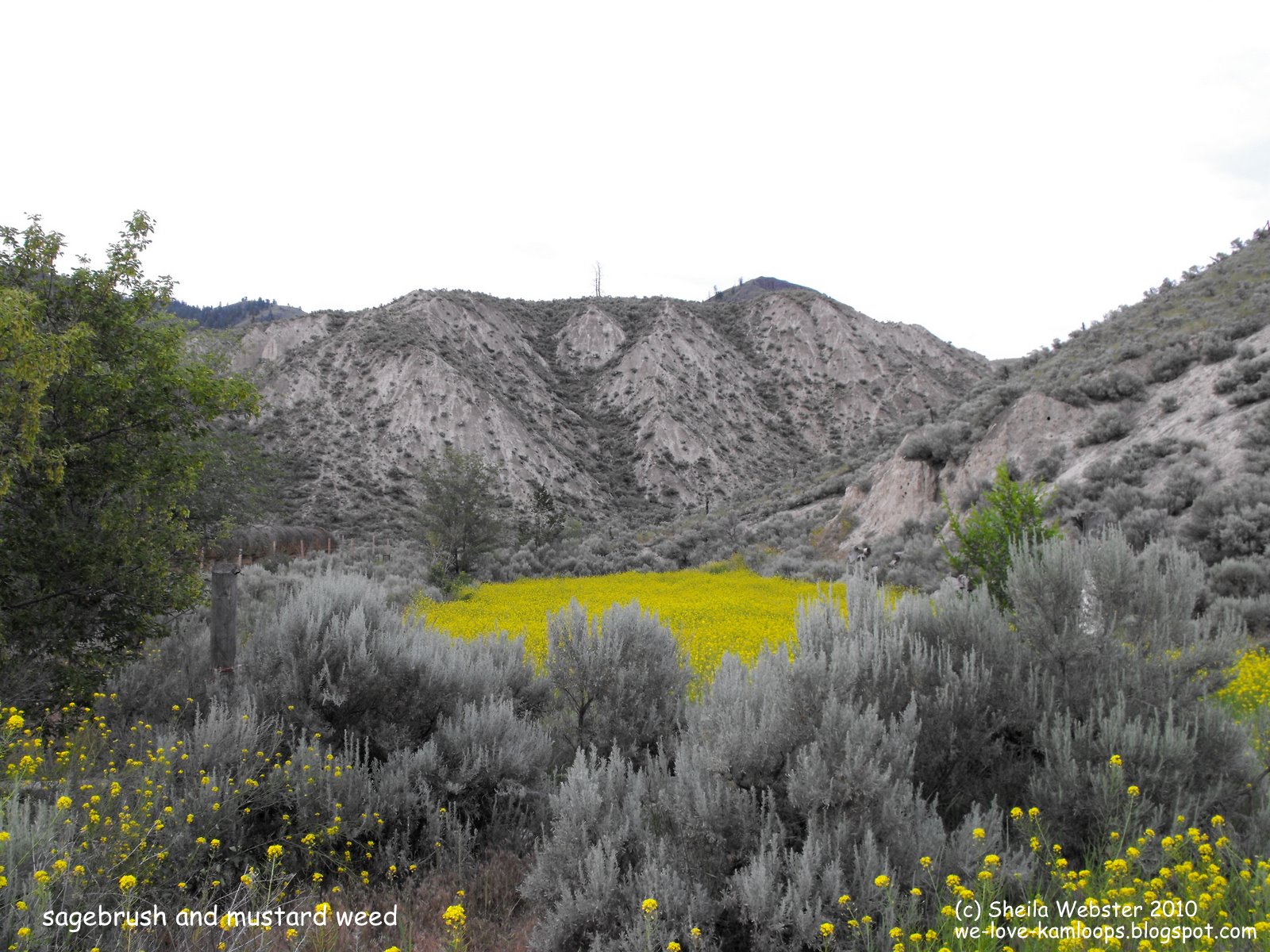 welovekamloops Kamloops Hoodoos Mountain Bluebird