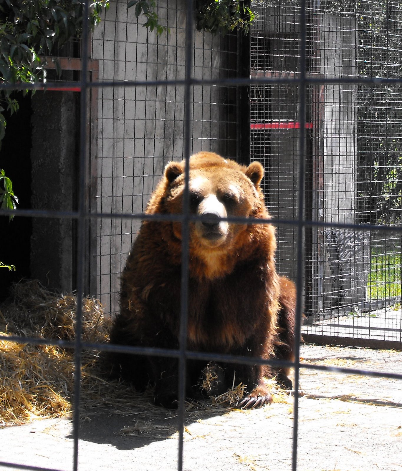 welovekamloops BC Wildlife Park Sheba the Grizzly Kamloops, BC