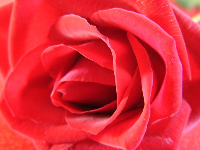 [v-day+rose(1).JPG]