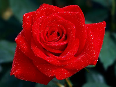 roses that can hint to wallpapers roses. roses that can hint to