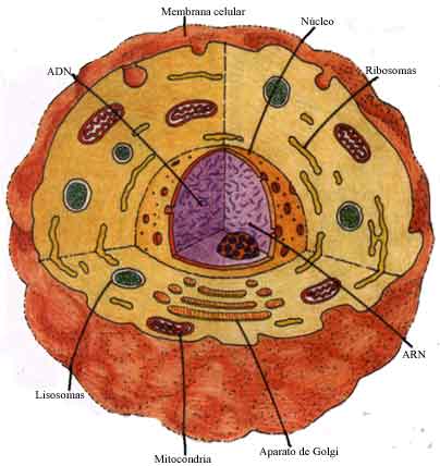celula animal y celula vegetal. celula vegetal