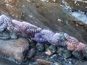 Starfish at low tide in the Pacific