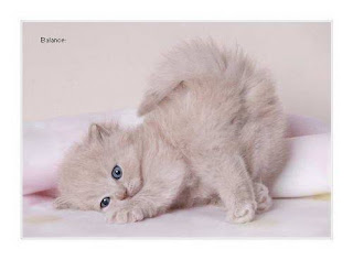 Personal Narrative: My Cat: essays research papers