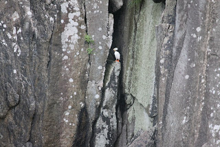 puffin on a rock