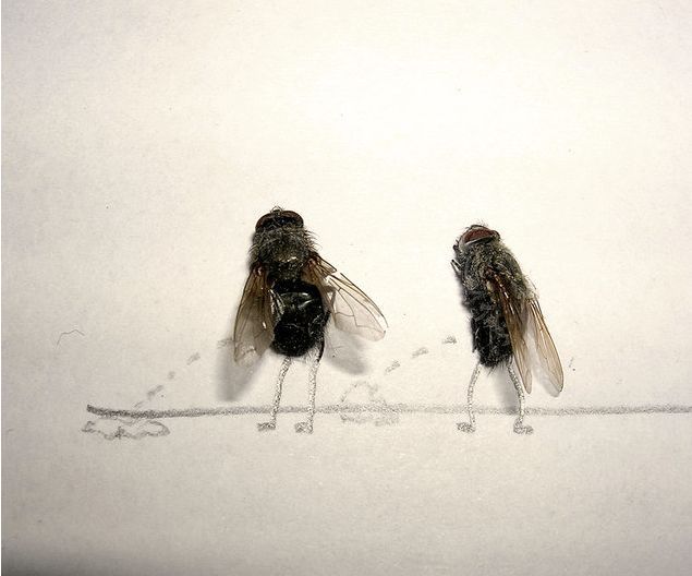 [moscas+2.jpg]