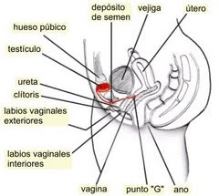 Fibrodisplasia osificante progresiva