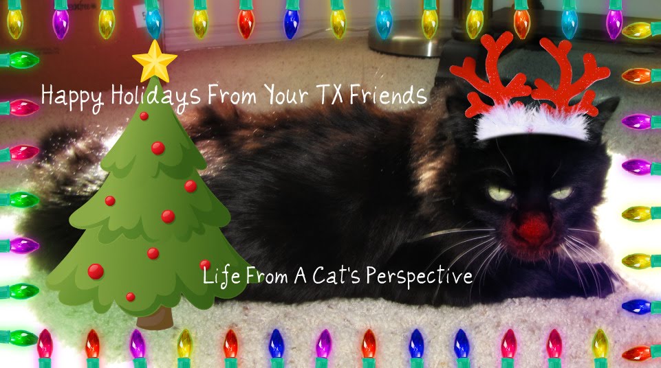 Life From A Cat\