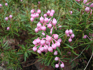 The Cranberry Chronicle: The forget me not garden...