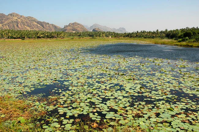 [India_stock_DSC_2522_s.jpg]