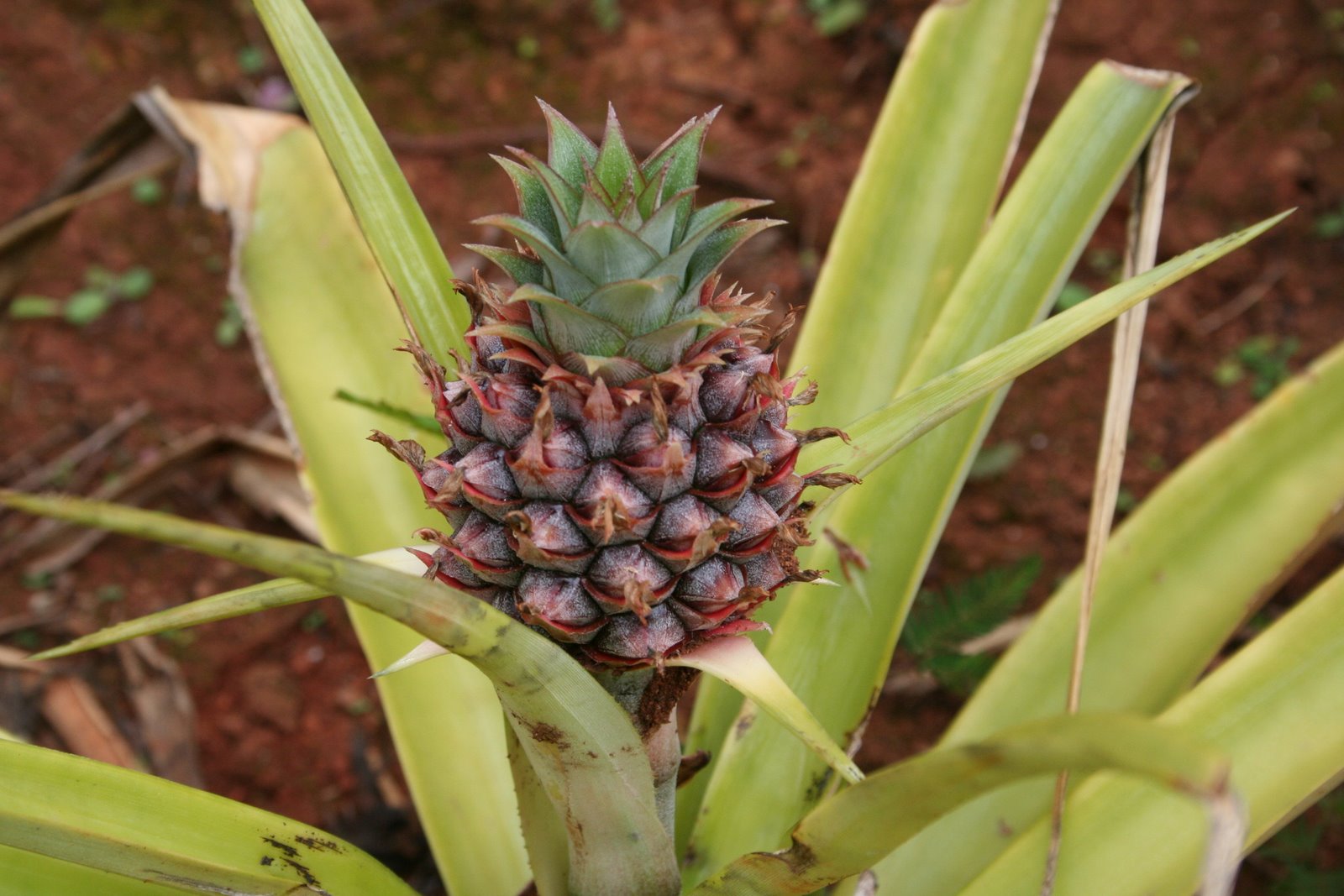 [pineapple+004.jpg]