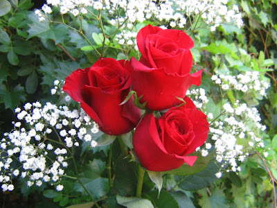 Wonderful Red Roses