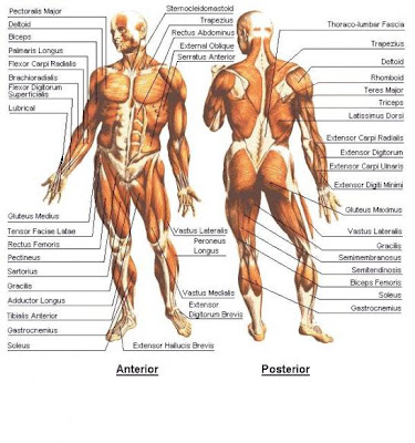muscles of human body. diagrams of human body.