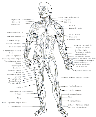 Outer Body Parts