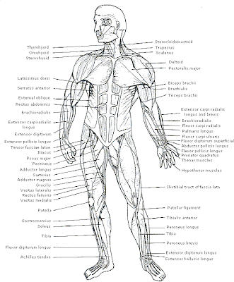 Muscles+in+Human+Body+Parts+and+Name,+Muscles+in+Human+body+photos