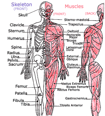 as voluntary muscles,