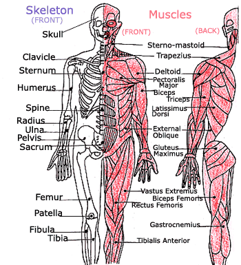diagram human body