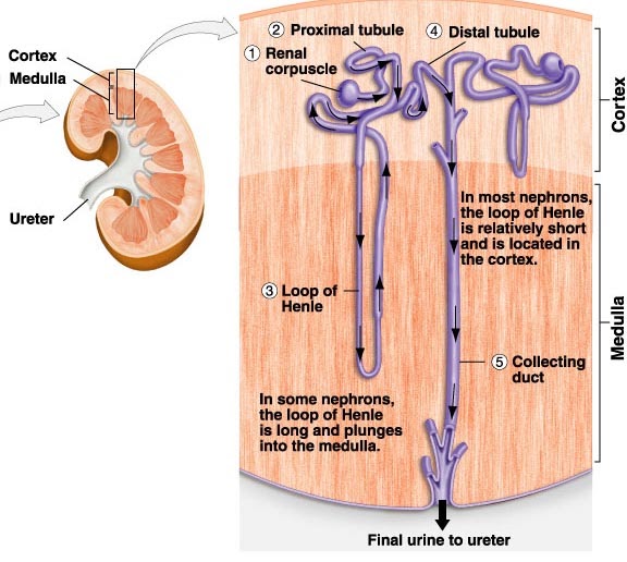 Urinary system Collecting Tubules and Ducts