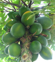 Carica Papaya Fruit Carica Papaya Fruit