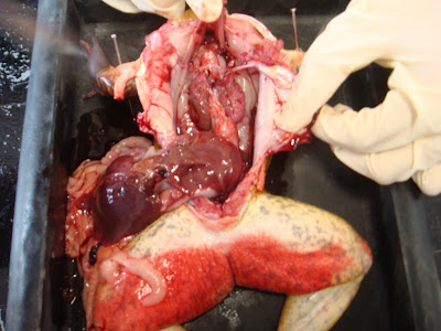 Frog Guts