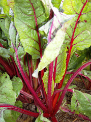 'Bright Lights' Chard