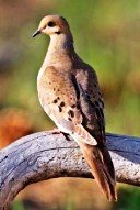 [zzzzzzzzzzzzzzzzzzzzzzzGOODDOVE.jpg]