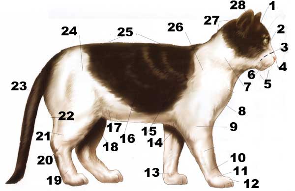 Let me teach you about animals!: Anatomy of Cats Body