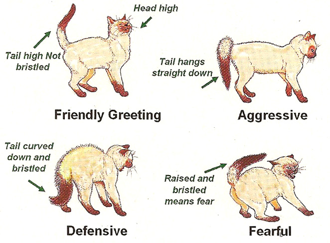 cat language