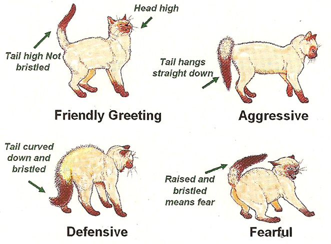 Do Cats Recognise Their Names Do Cats Recognise Their Names