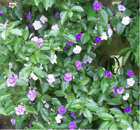 Floripondio Floripondio