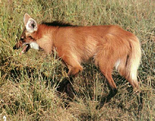Animales: Peligro de extinción! Animales: Peligro de extinción!