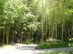 [bamboo+grove.jpg]