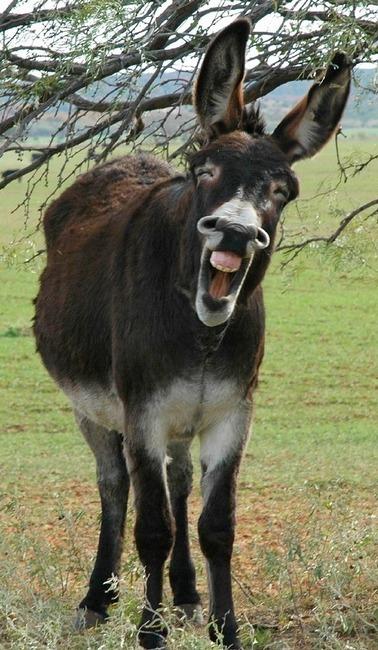 laughing+jackass.jpg