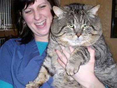 funny fat cat pictures. Fat Cat Funny Pic