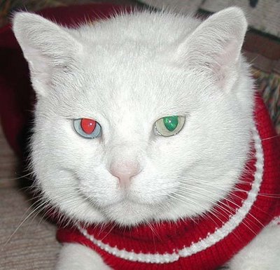 free desktop background wallpapers funny christmas cats wallpapers