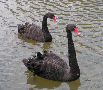 [cisnes_negros.jpg]