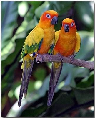 [Aratinga+solstitialis+7.jpg]