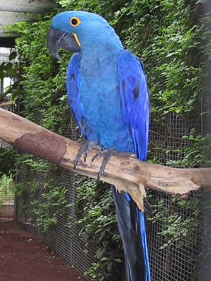 Arara Azul Grande Wikipedia A Enciclopedia Livre Arara Azul Grande Parrot Arara Azul