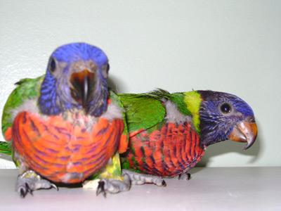 [loris-arco-iris.jpg]