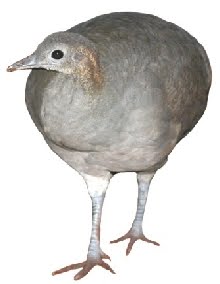 [macuco_7_1.jpg]