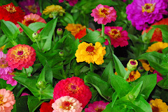 Zinnias of Annapolis