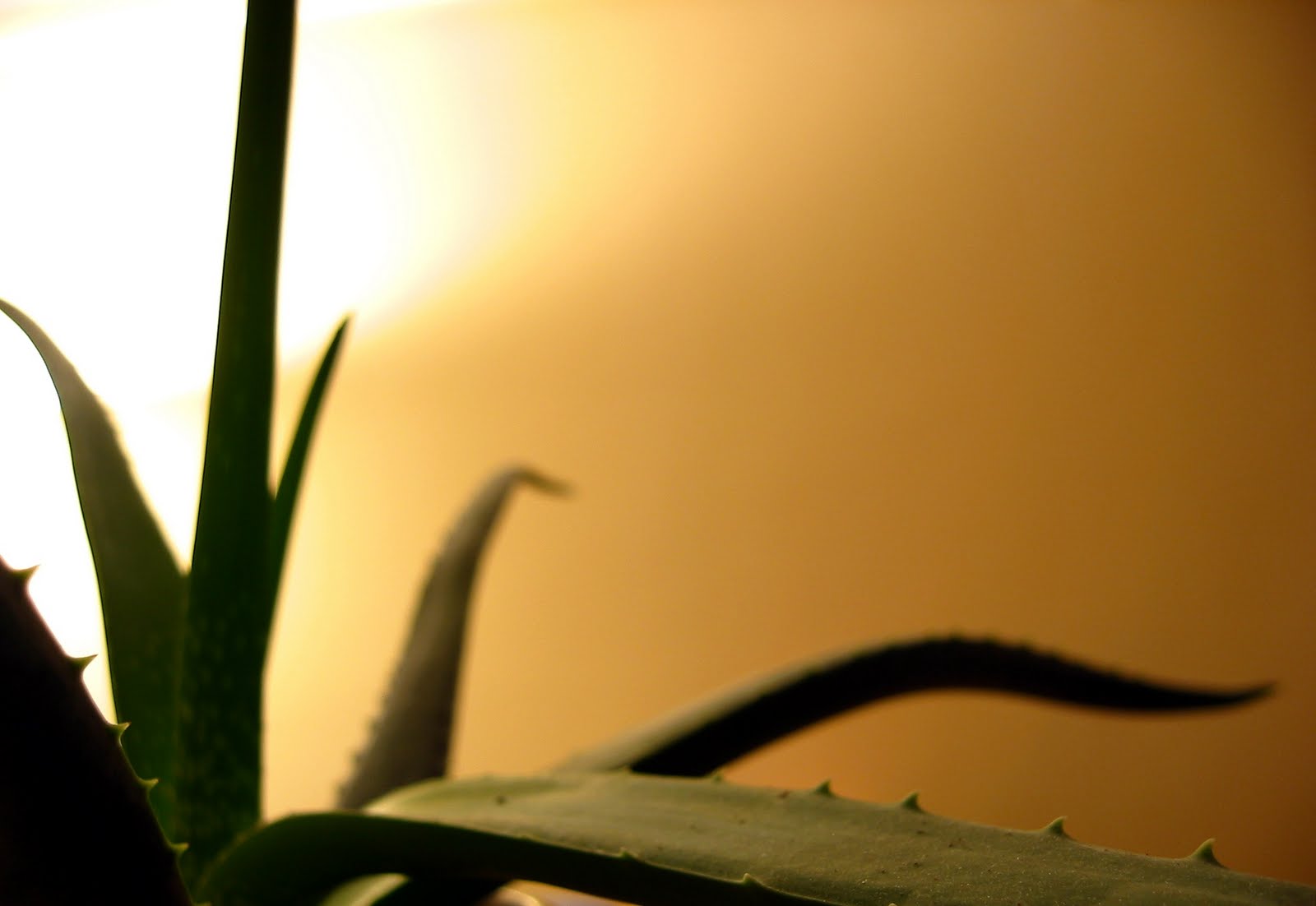 Aloe Vera Nature's Miracle History of Aloe vera Plants