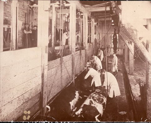 meatpacking industry The meat packing industry handles the slaughtering, processing, packaging, and distribution of animals such as cattle, pigs, sheep and other livestock this greater. meatpacking industry The meat packing industry handles the slaughtering, processing, packaging, and distribution of animals such as cattle, pigs, sheep and other livestock this greater.