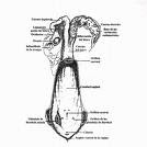 vestibulo anatomia femenina biotecnologia reproductiva bovina anatomia de la hembra vestibulo anatomia femenina biotecnologia reproductiva bovina anatomia de la hembra