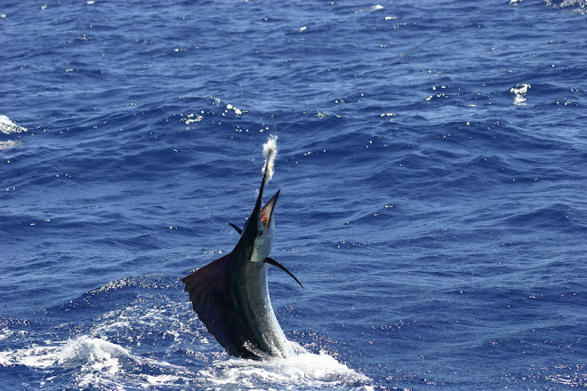 Sailfish 1