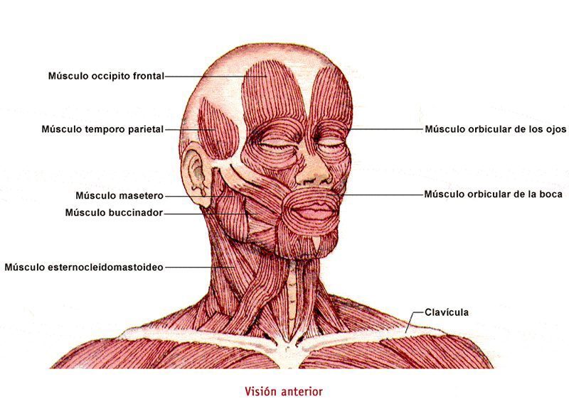 IMAGEN MUSCULOS FACIALES imagen musculos faciales: