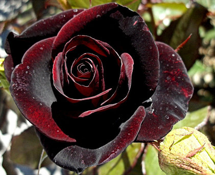rose+black+baccara.jpg