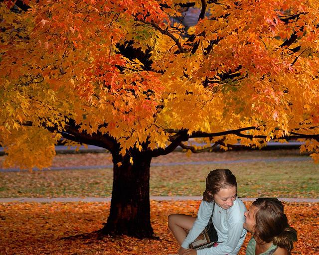 [Autumn_tree2.JPG]
