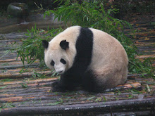 This is a panda my mom saw while she was in china