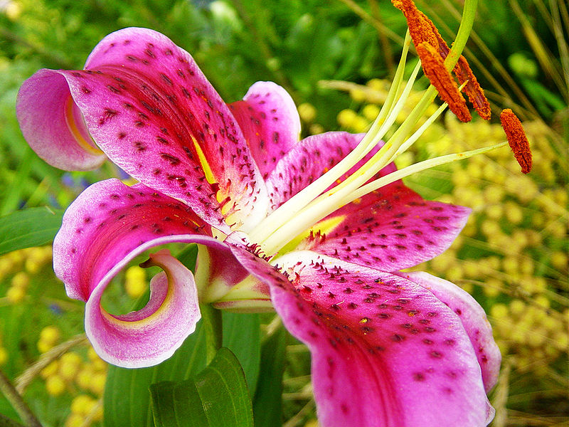 the flower lilies